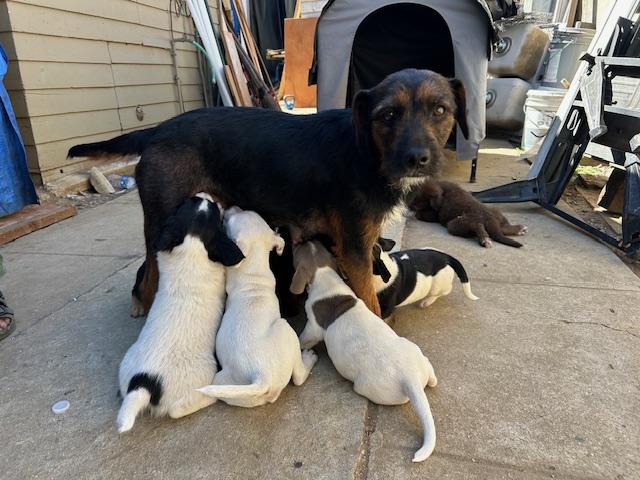 Enlarge Flower - puppy!, an adopted mixed breed in Burbank, CA image 5/6