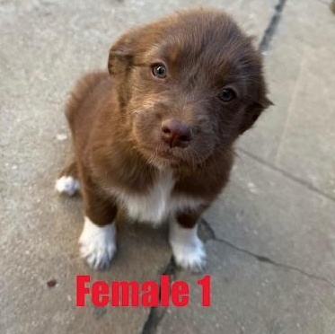 Enlarge Flower - puppy!, an adopted mixed breed in Burbank, CA image 1/6