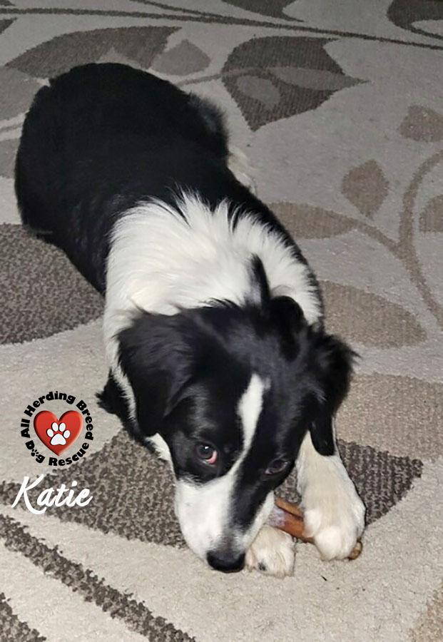 Enlarge Katie, an adopted mixed breed in Joliet, IL image 2/3