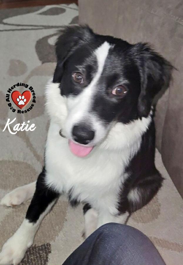 Katie, adopted, Puppy Female Border Collie.