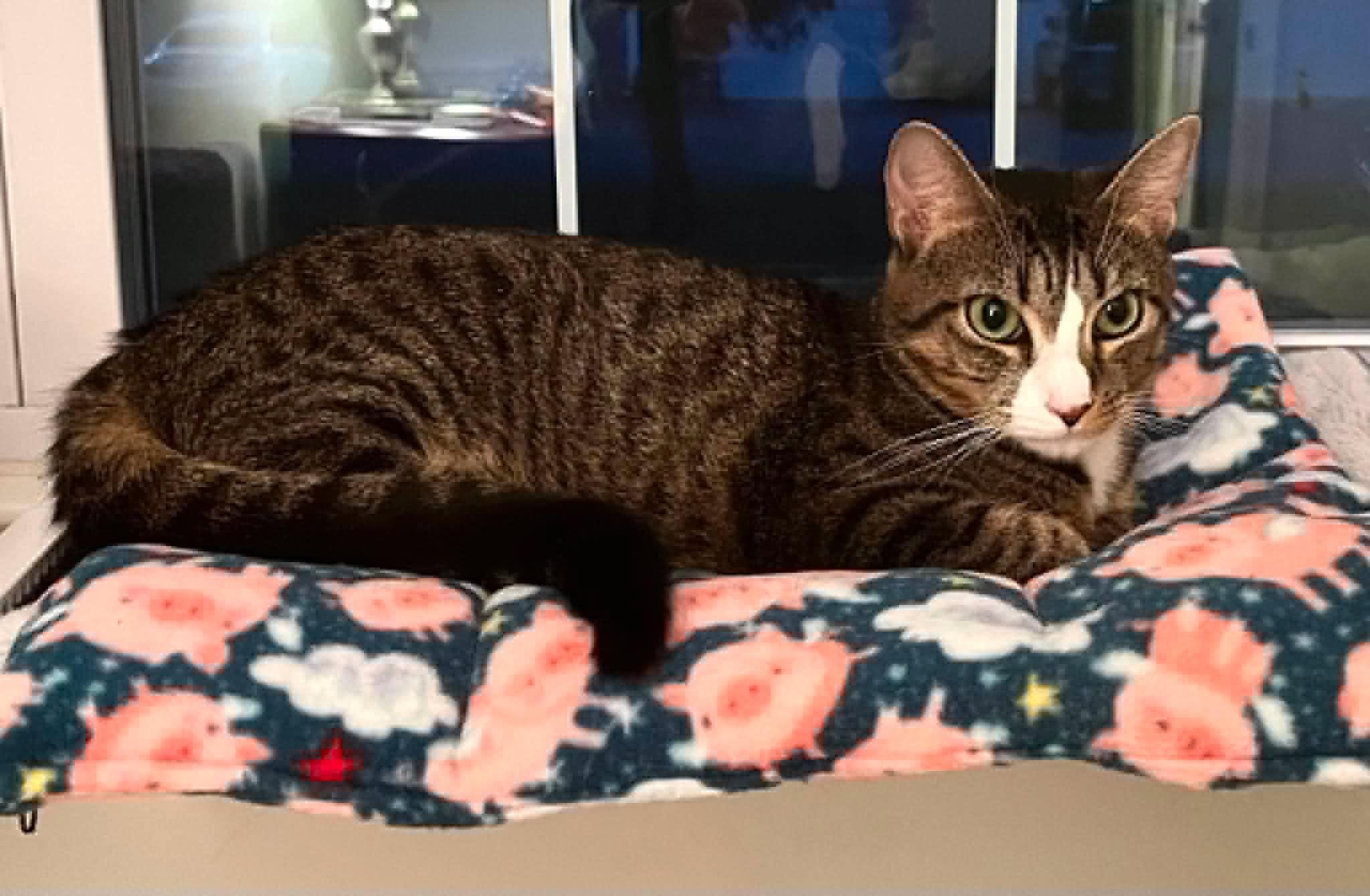 Katydid - 1 year old, a Adoptable Domestic Short Hair in Lake Hopatcong, NJ image 3/5