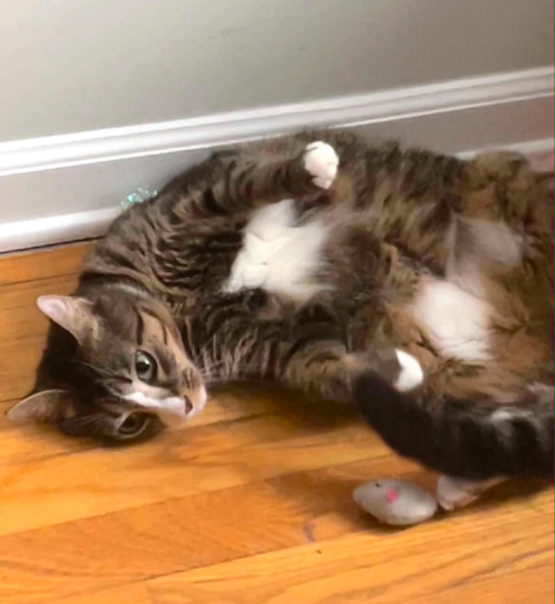 Katydid - 1 year old, a Adoptable Domestic Short Hair in Lake Hopatcong, NJ image 2/5