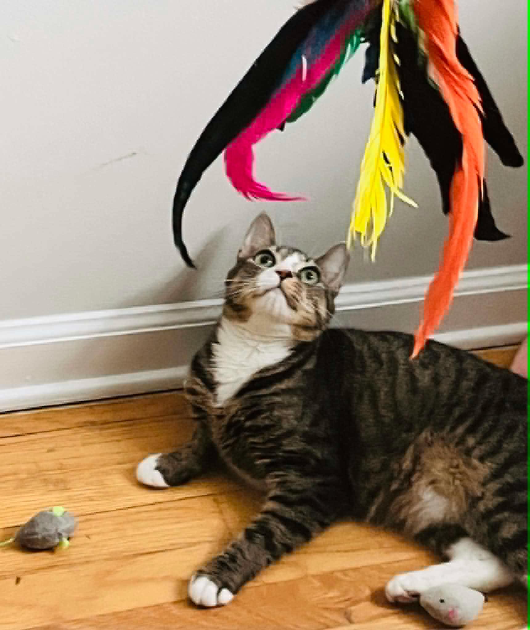 Katydid - 1 year old, a Adoptable Domestic Short Hair in Lake Hopatcong, NJ image 4/5