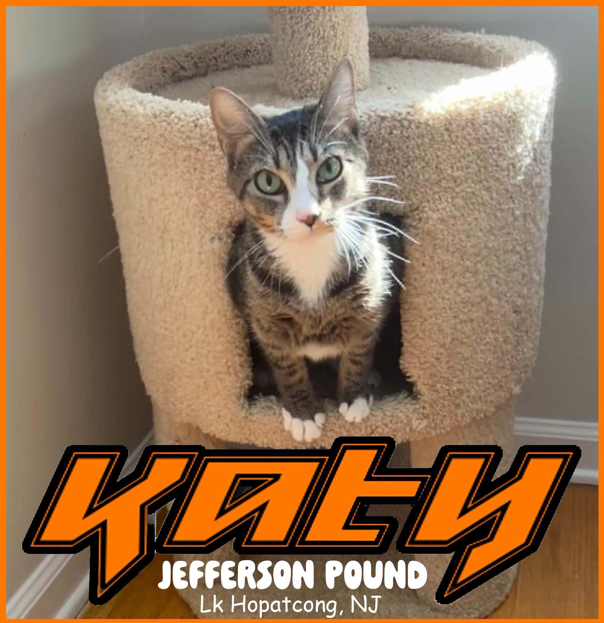 Katydid - 1 year old, Adoptable, Young Female Domestic Short Hair.