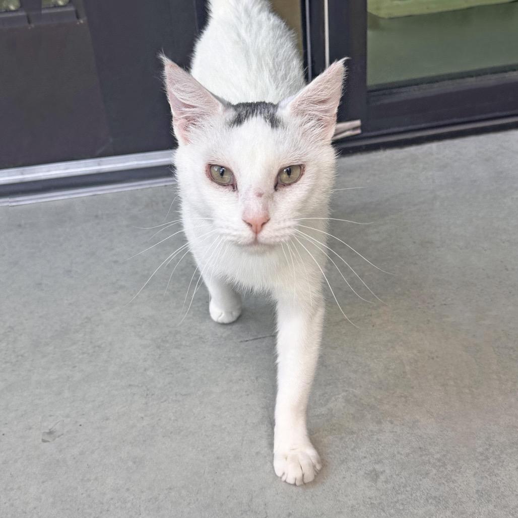 Asher, a Adoptable Domestic Short Hair in Hailey, ID image 1/6