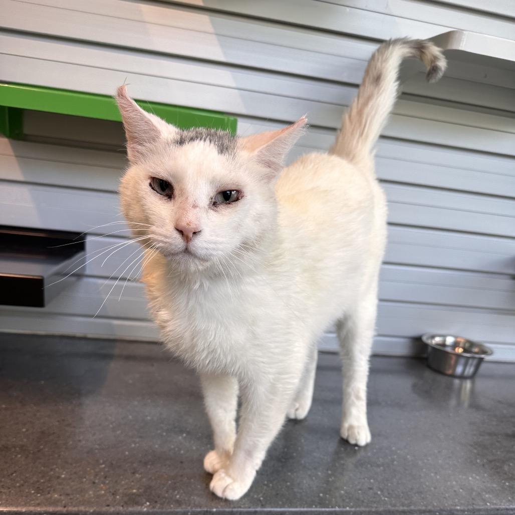 Asher, a Adoptable Domestic Short Hair in Hailey, ID image 2/6