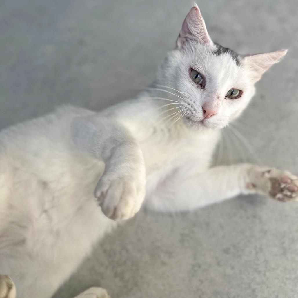 Asher, a Adoptable Domestic Short Hair in Hailey, ID image 3/6