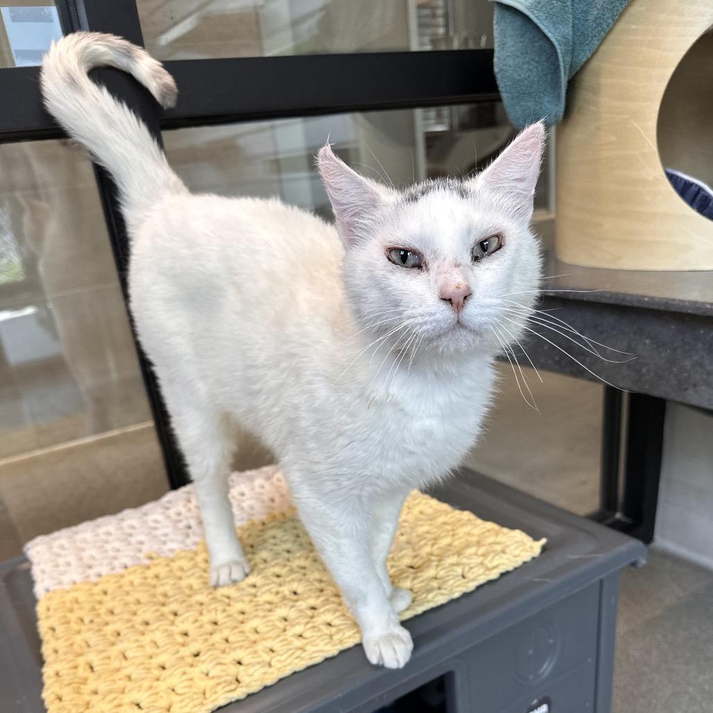 Asher, a Adoptable Domestic Short Hair in Hailey, ID image 4/6