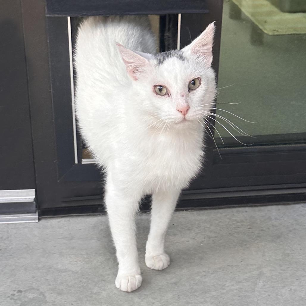 Asher, a Adoptable Domestic Short Hair in Hailey, ID image 5/6
