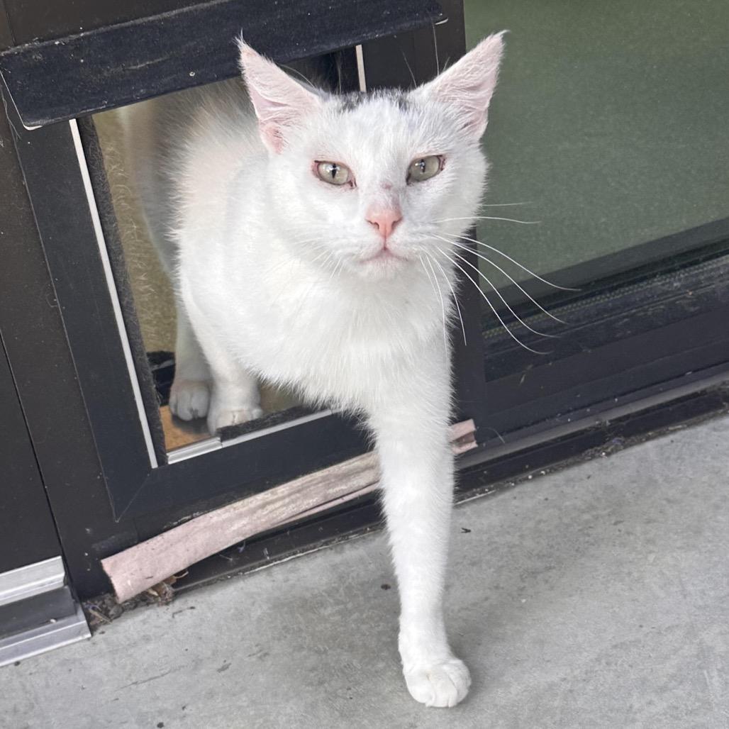 Asher, a Adoptable Domestic Short Hair in Hailey, ID image 6/6