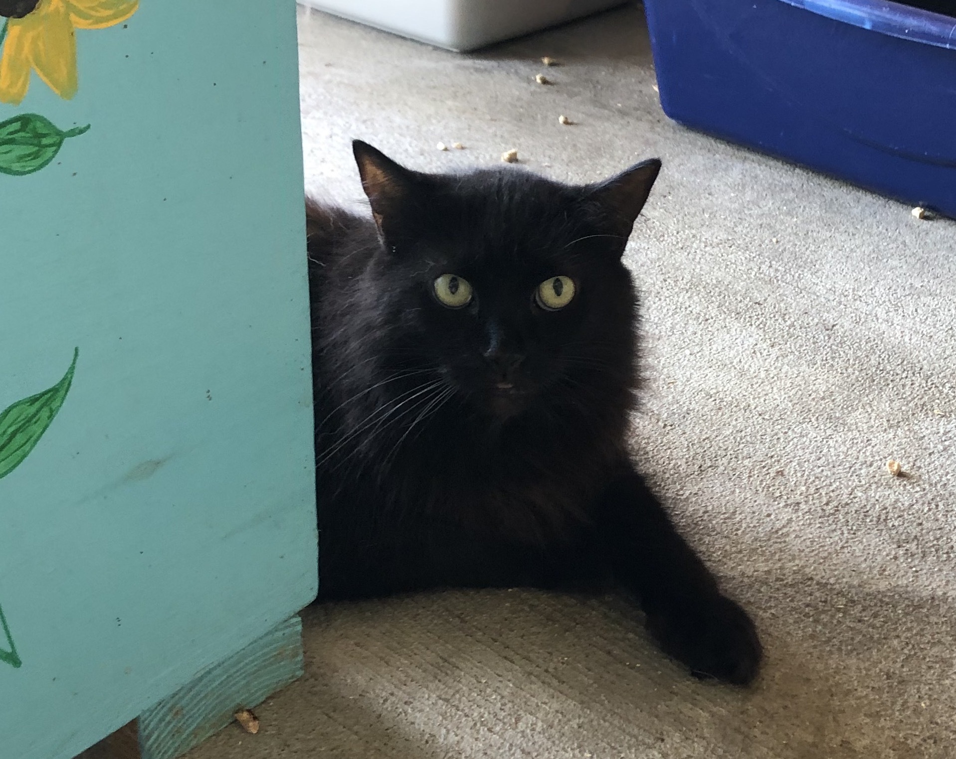 Bandit, a Adoptable Domestic Long Hair in Palmyra, VA image 2/6