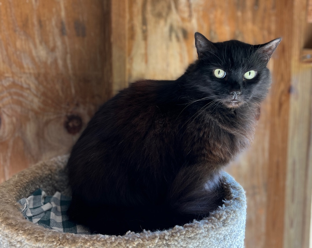 Bandit, a Adoptable Domestic Long Hair in Palmyra, VA image 1/6