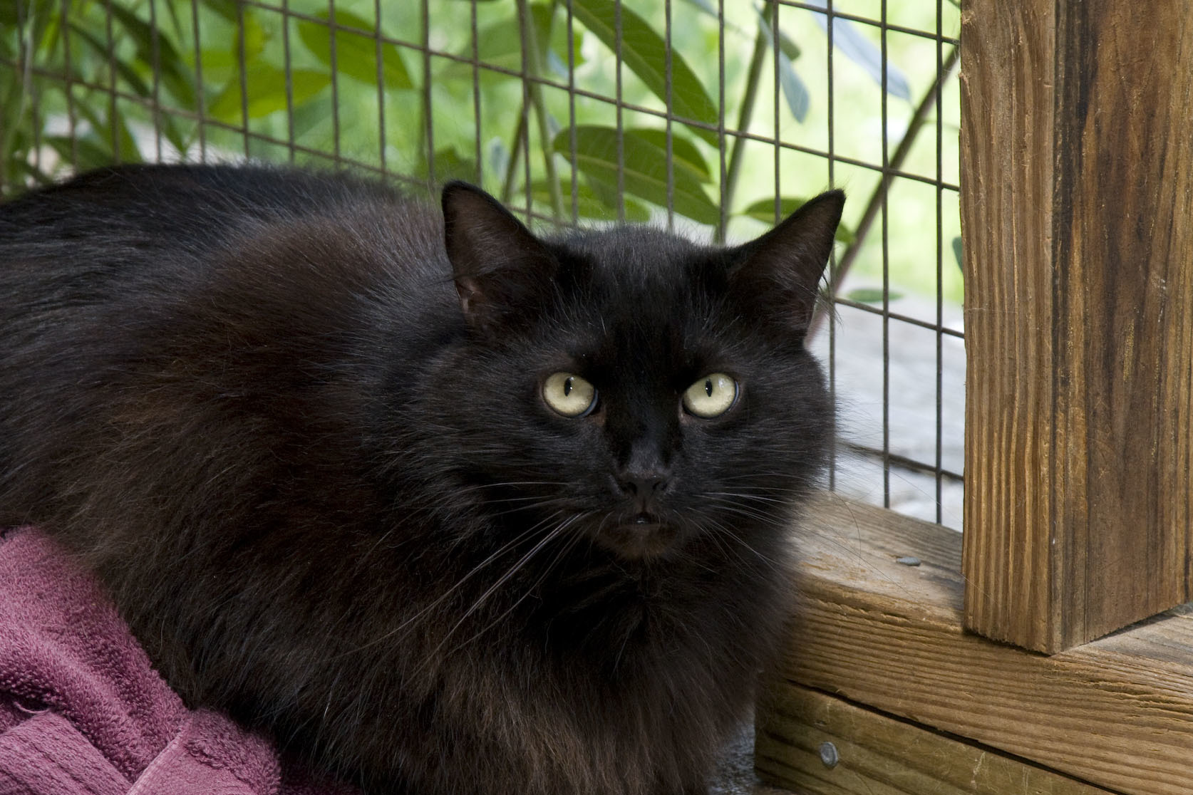 Bandit, a Adoptable Domestic Long Hair in Palmyra, VA image 3/6