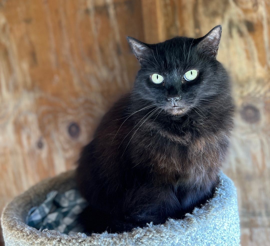 Bandit, a Adoptable Domestic Long Hair in Palmyra, VA image 4/6