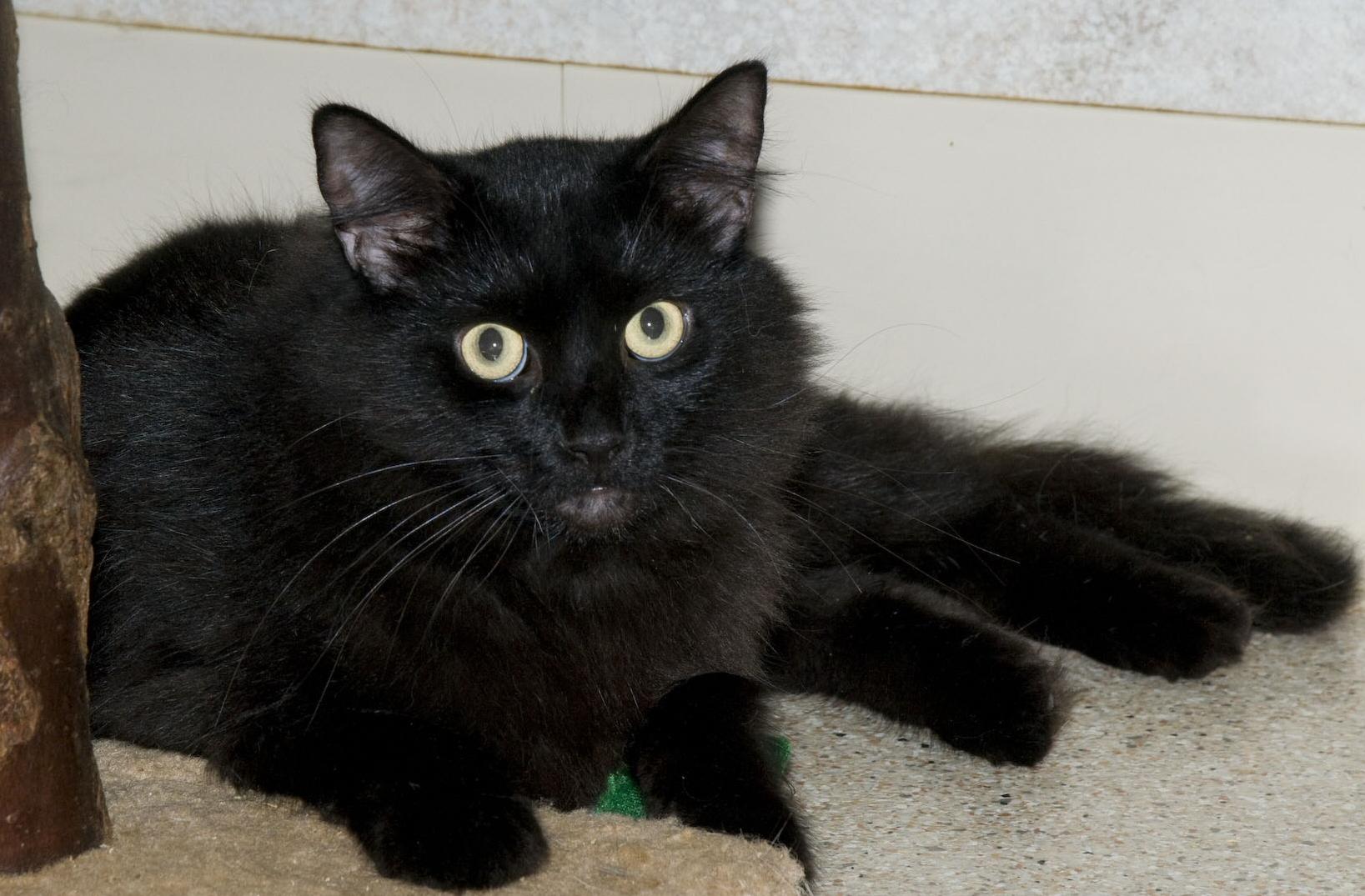 Bandit, a Adoptable Domestic Long Hair in Palmyra, VA image 5/6