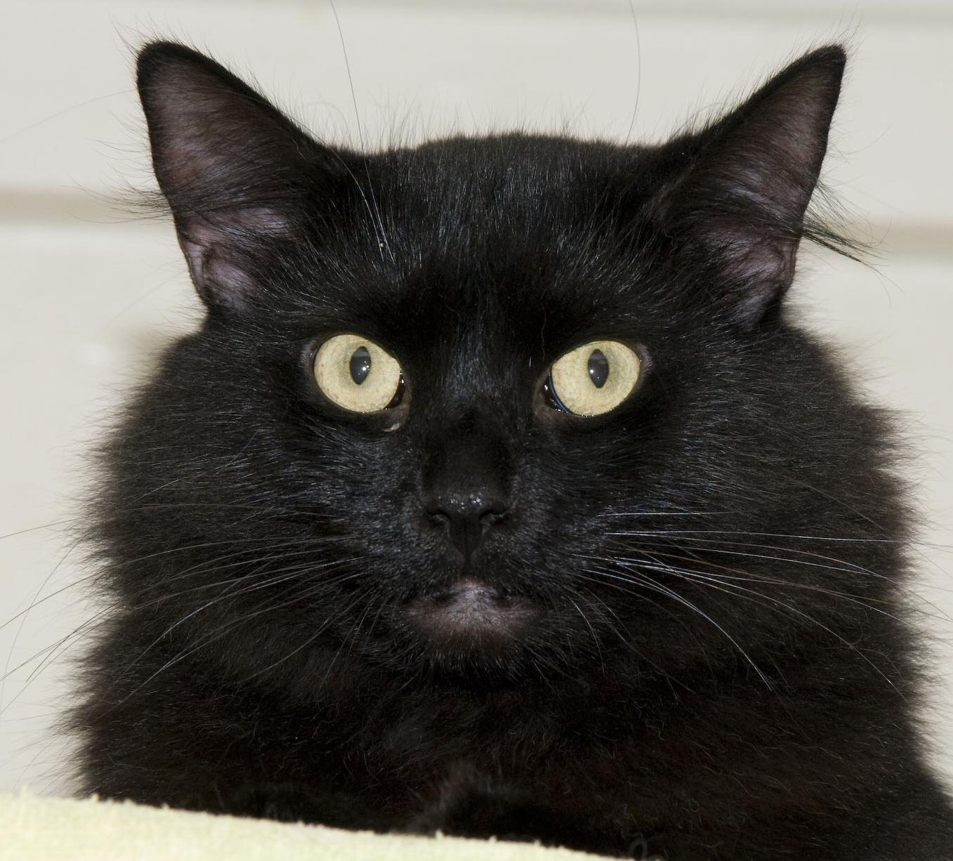 Bandit, a Adoptable Domestic Long Hair in Palmyra, VA image 6/6