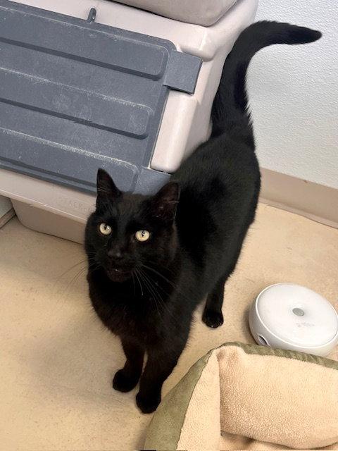 Enlarge Squidward, a Adoptable Domestic Short Hair in Webster, WI image 2/3