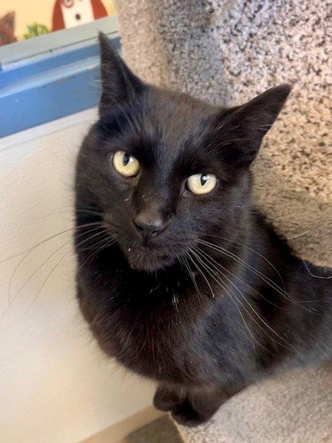 Enlarge Squidward, a Adoptable Domestic Short Hair in Webster, WI image 3/3