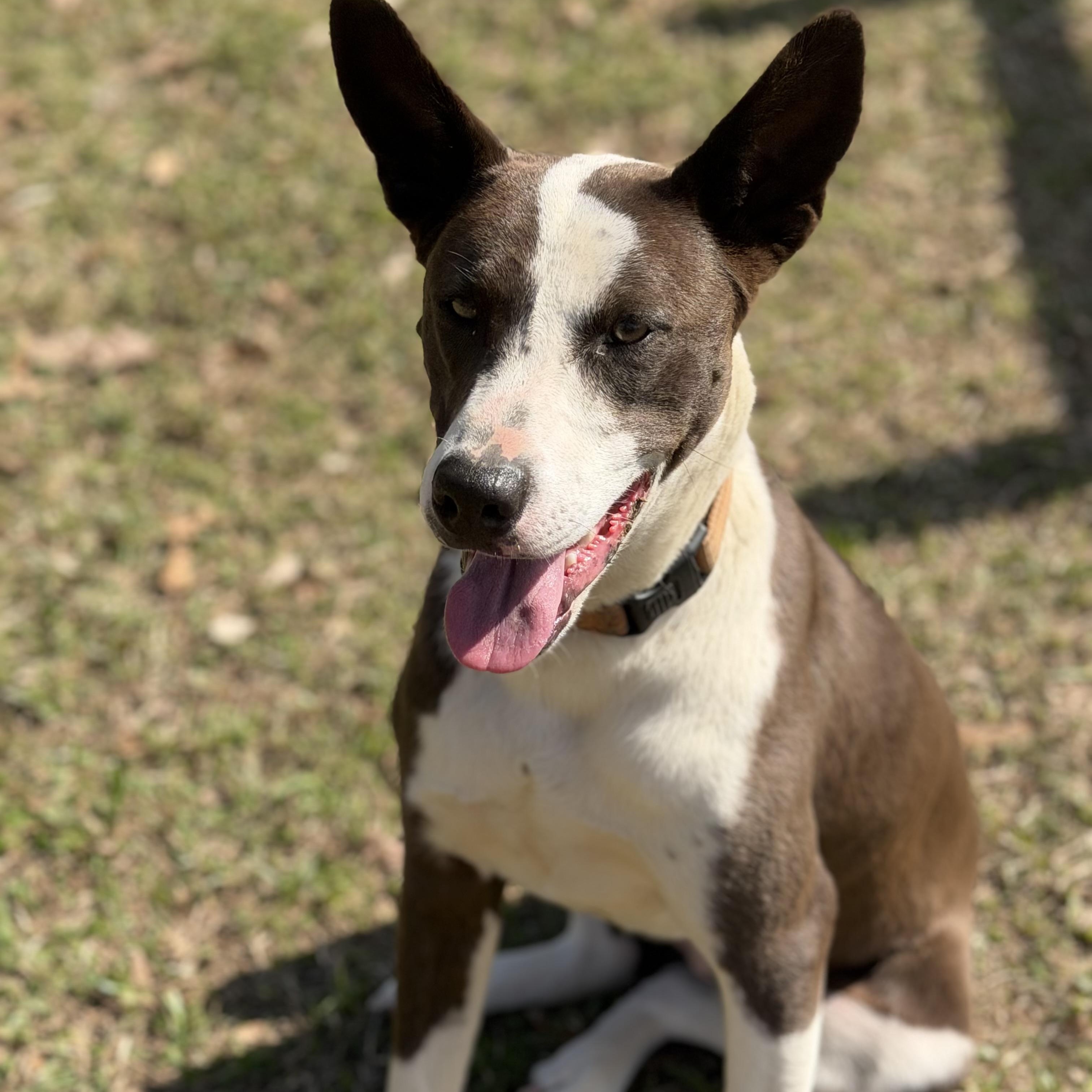 Enlarge Martha, a Adoptable mixed breed in Davenport, IA image 1/5