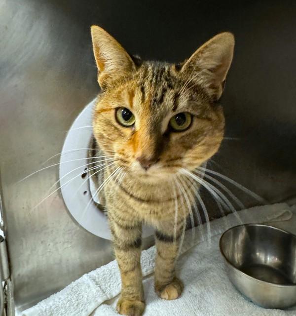 Enlarge Fawn, a Adoptable mixed breed in Oakville, ON image 1/1