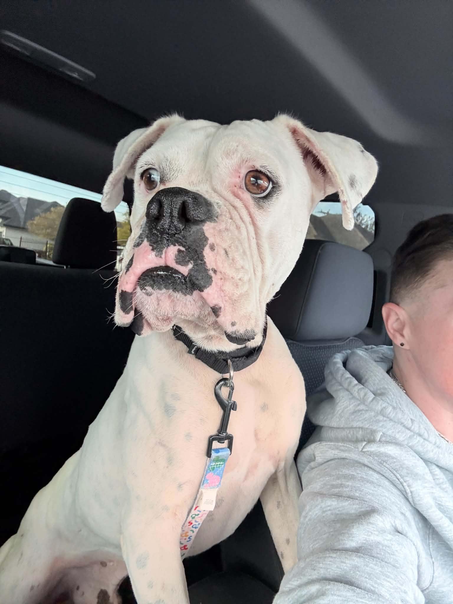 Enlarge Freddie, a Adoptable Boxer in Monticello, NY image 1/2
