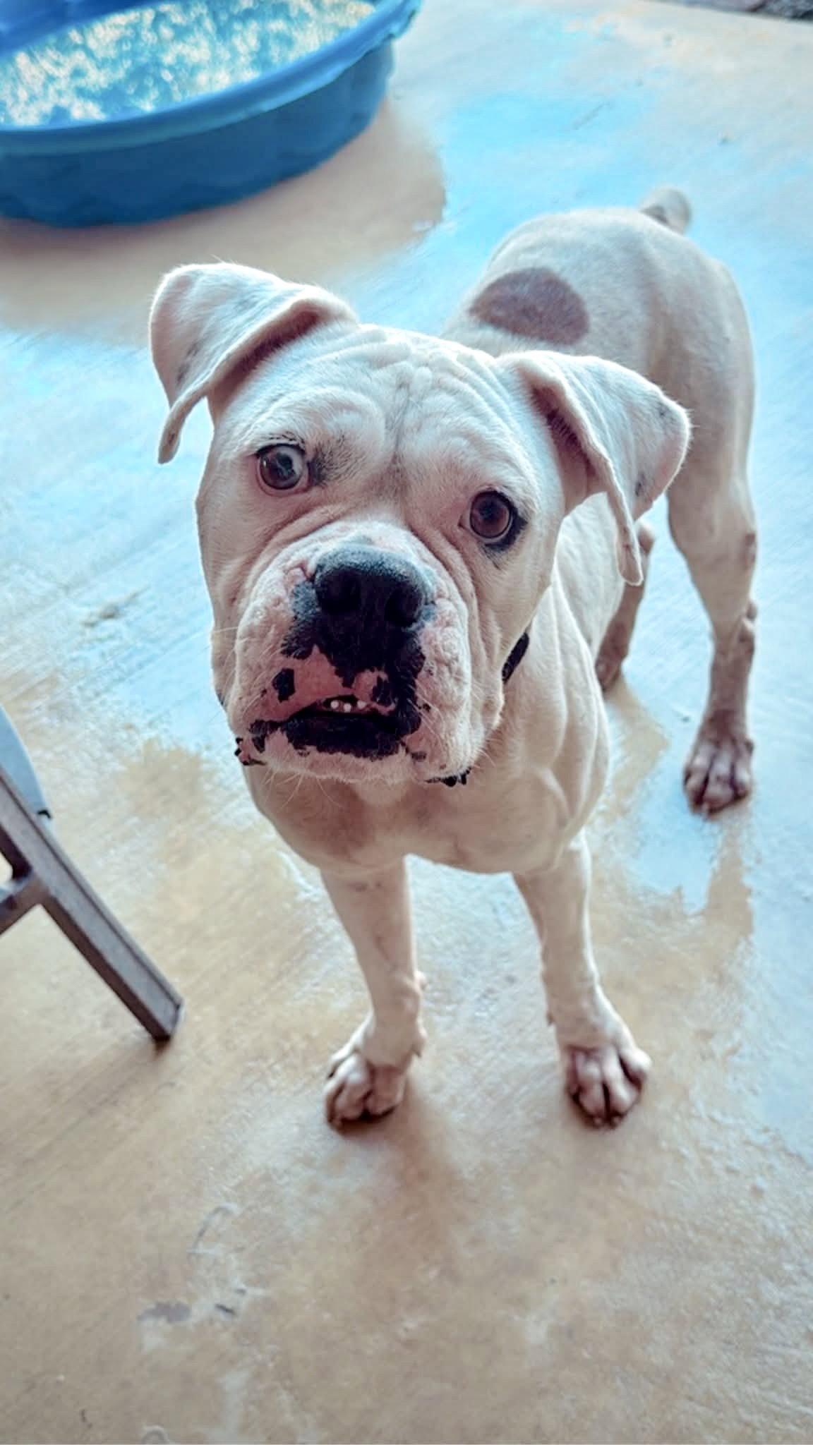 Enlarge Freddie, a Adoptable Boxer in Monticello, NY image 2/2