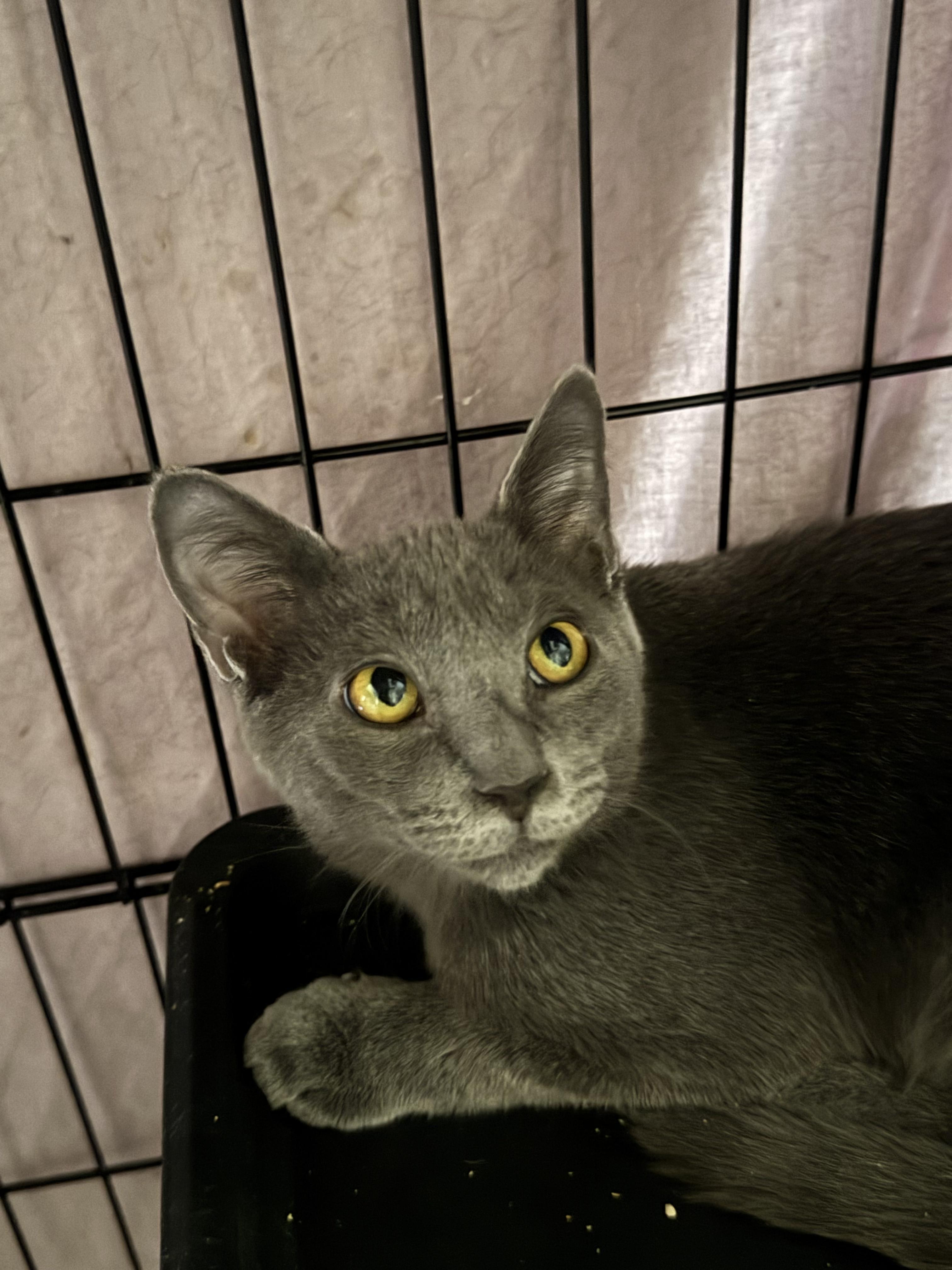 Enlarge Papyrus, a Adopted mixed breed in Youngtown, AZ image 3/3