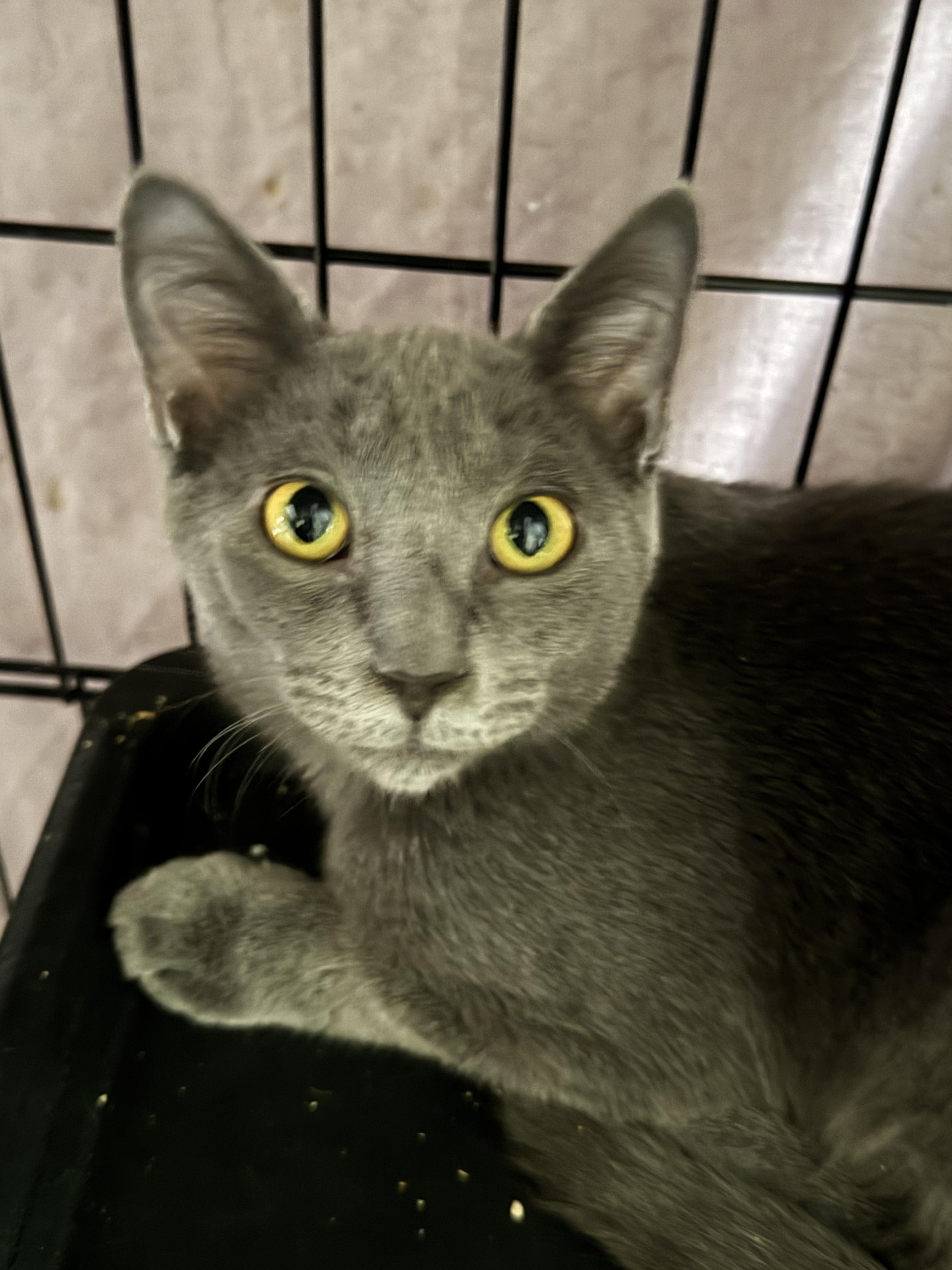 Papyrus, Adopted, Kitten Male Domestic Short Hair.