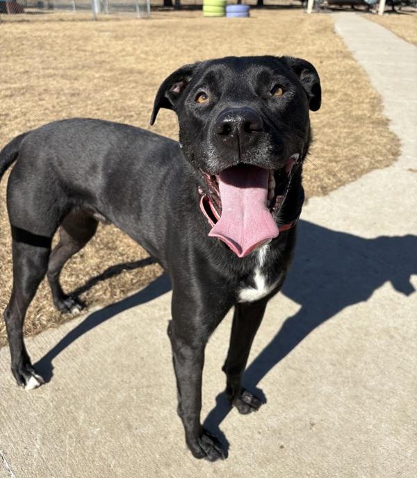Toby, Adoptable, Adult Male Labrador Retriever.