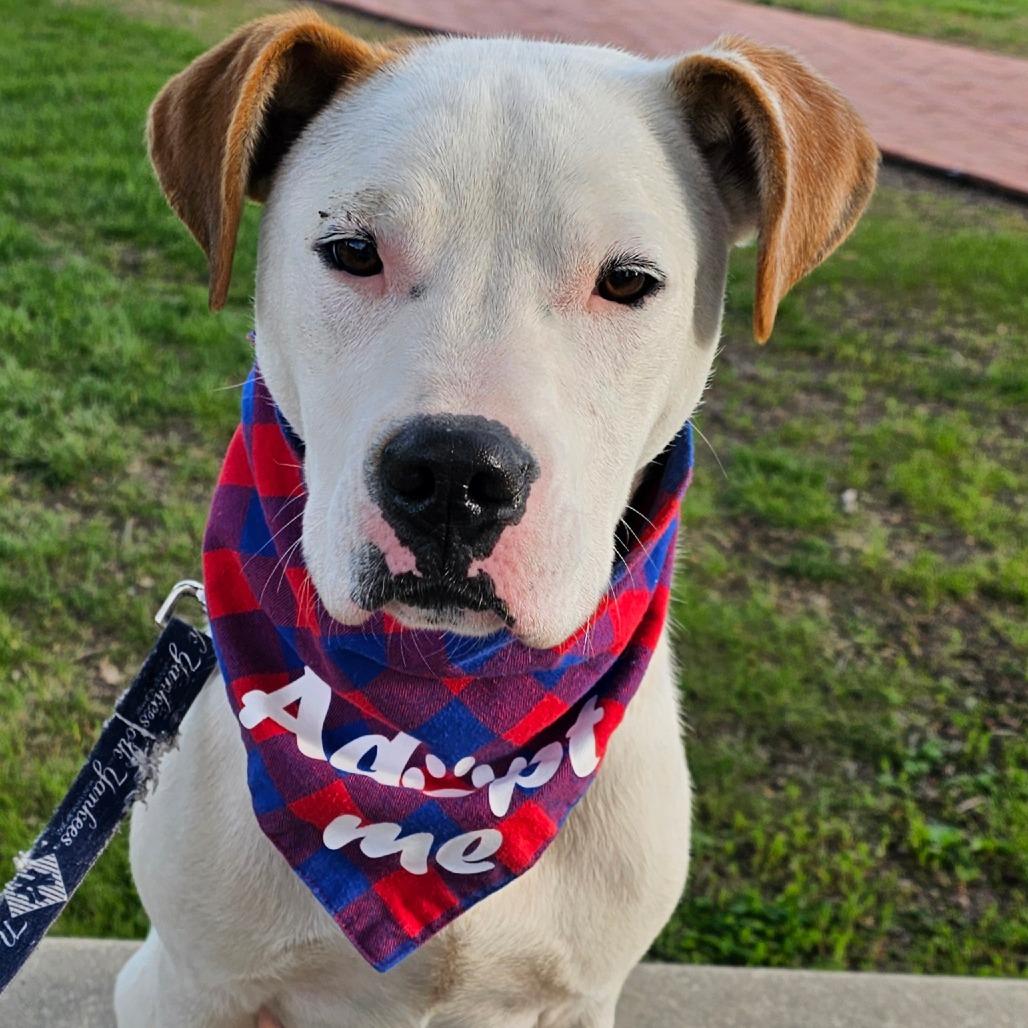 Dumbo, Adoptable, Young Male Pit Bull Terrier & Mixed Breed.