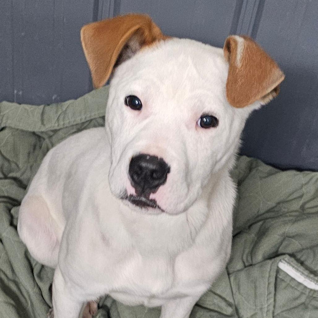 Enlarge Dumbo, a Adoptable mixed breed in Grinnell, IA image 1/3