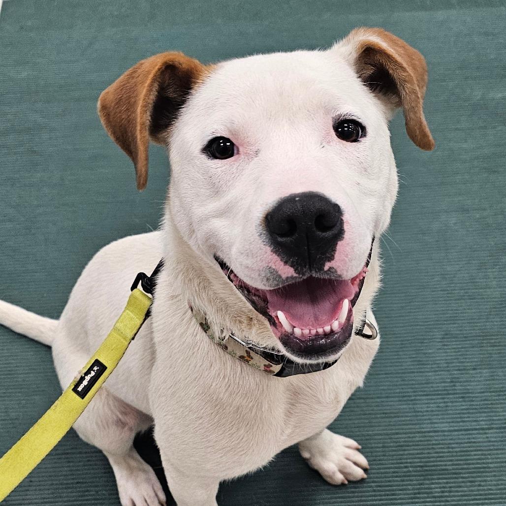 Enlarge Dumbo, a Adoptable mixed breed in Grinnell, IA image 2/4