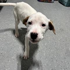 Enlarge Dumbo, a Adoptable mixed breed in Grinnell, IA image 1/2