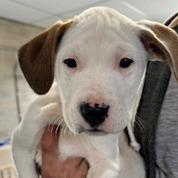 Enlarge Dumbo, a Adoptable mixed breed in Grinnell, IA image 2/2