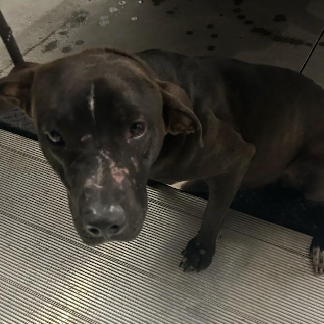 Enlarge Bart, a Adoptable mixed breed in Carlyle, IL image 1/1