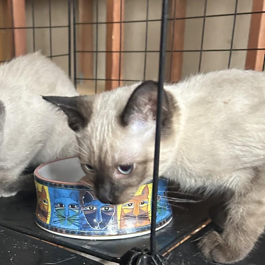Enlarge Mildred, an adopted Domestic Short Hair in Springdale, AR image 1/2