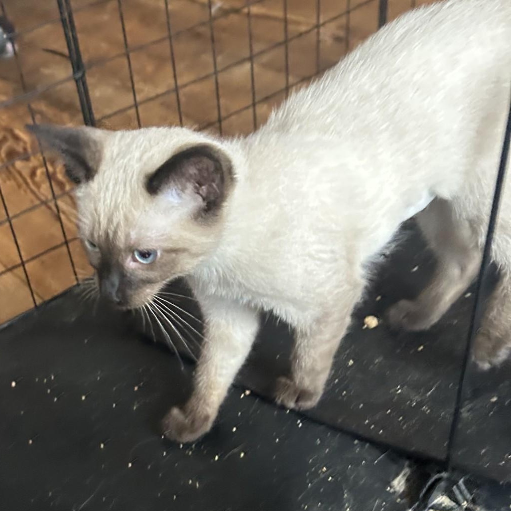 Enlarge Mildred, an adopted Domestic Short Hair in Springdale, AR image 2/2