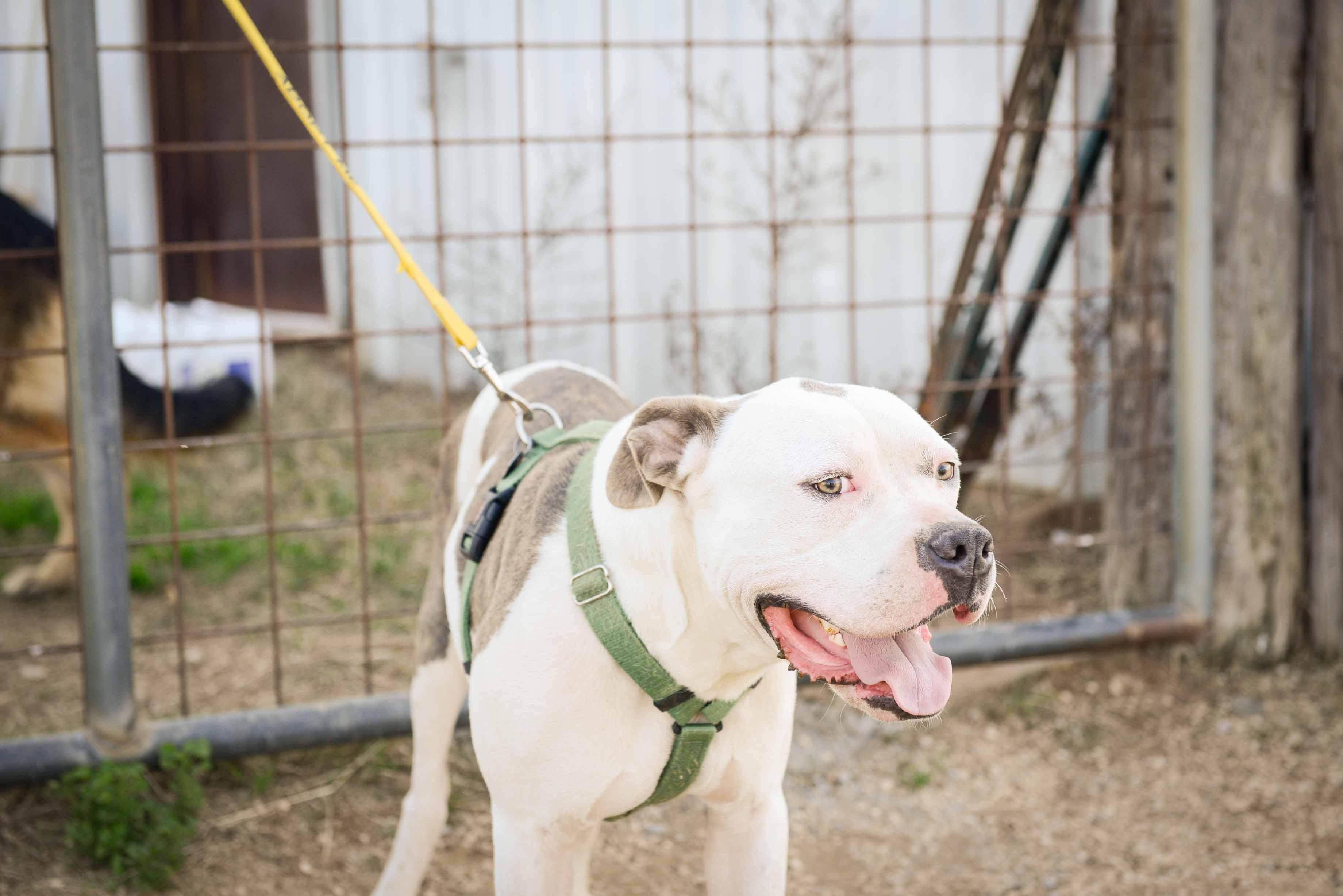 Enlarge Beto, a Adoptable American Staffordshire Terrier in Bigfoot, TX image 1/4