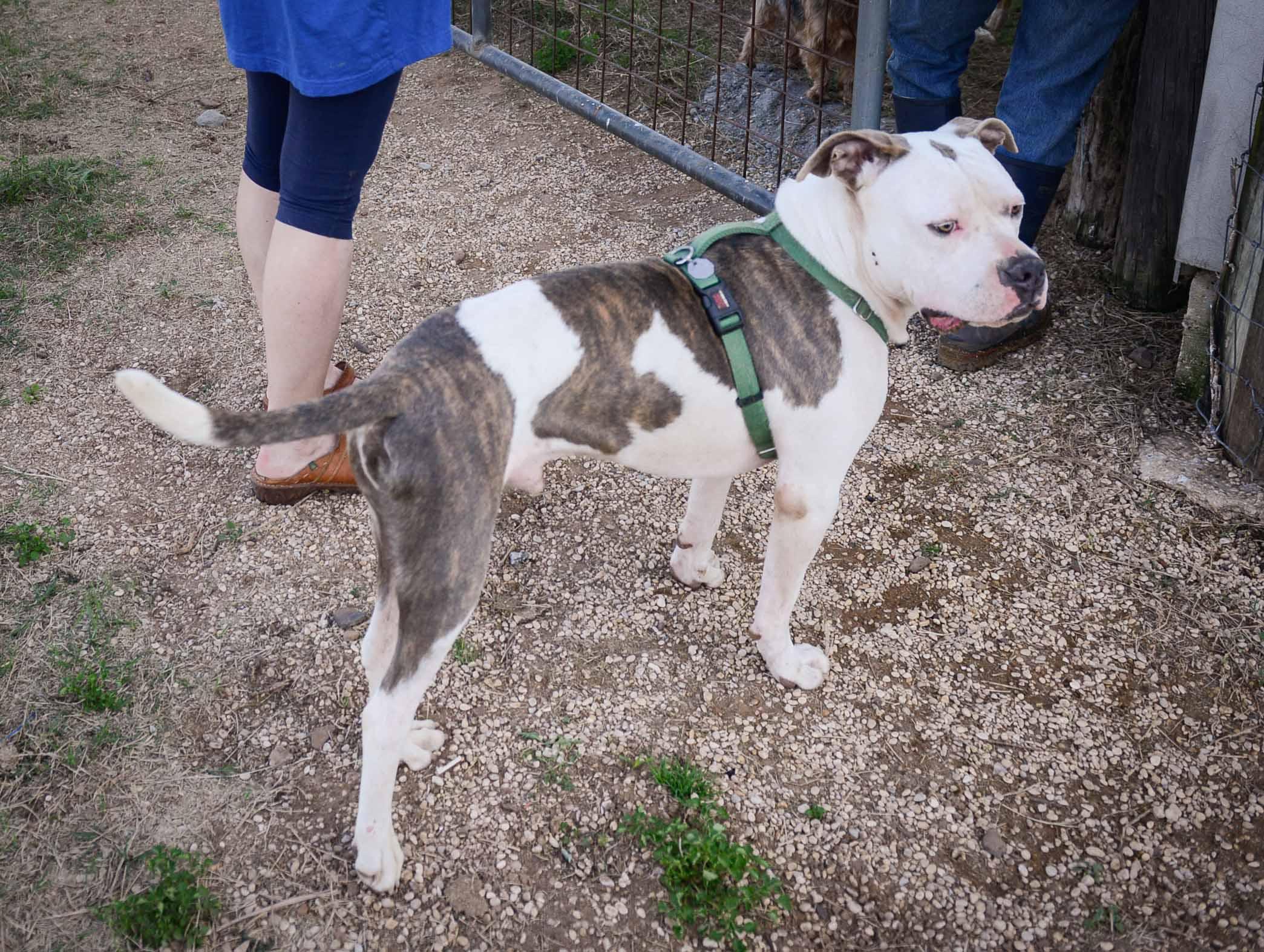 Enlarge Beto, a Adoptable American Staffordshire Terrier in Bigfoot, TX image 2/4