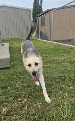 Grey, a Adoptable German Shepherd Dog in Sunnyvale, TX image 2/4