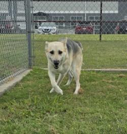 Grey, a Adoptable German Shepherd Dog in Sunnyvale, TX image 4/4