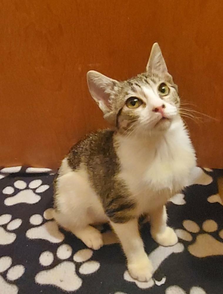 Daisy, Adoptable, Kitten Female Domestic Short Hair.