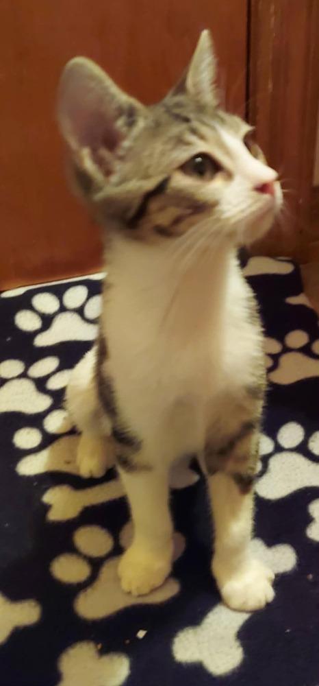 Enlarge Daisy, a Adoptable Domestic Short Hair in Orlando, FL image 2/2