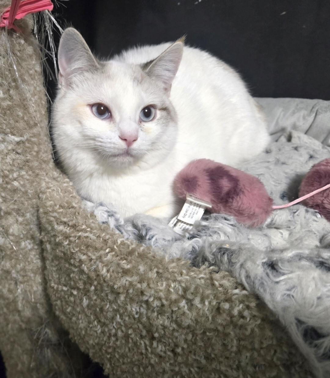 Enlarge Ava, an adopted mixed breed in Encino, CA image 1/1