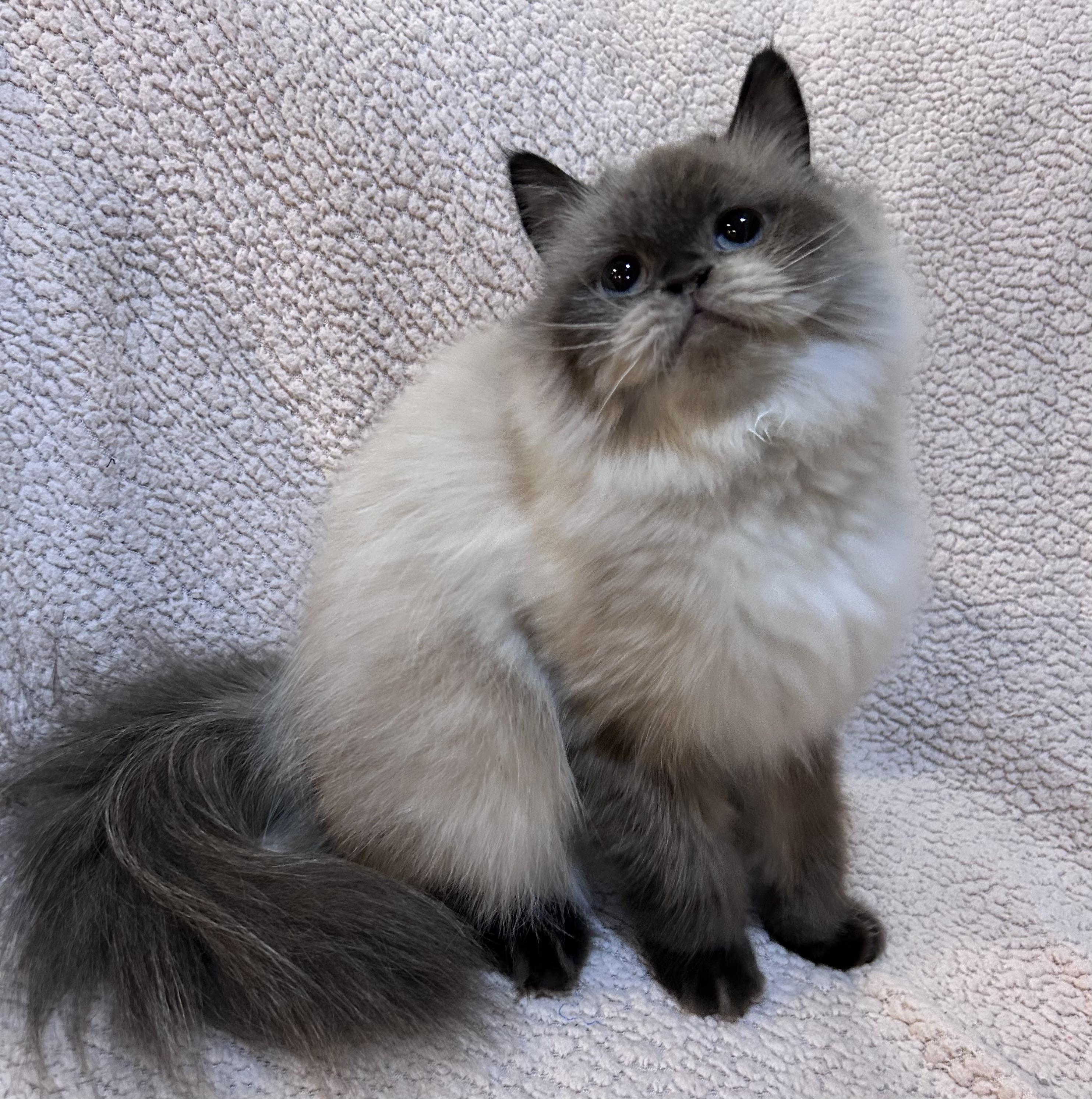 Moucha, adopted, Adult Female Himalayan & Persian.