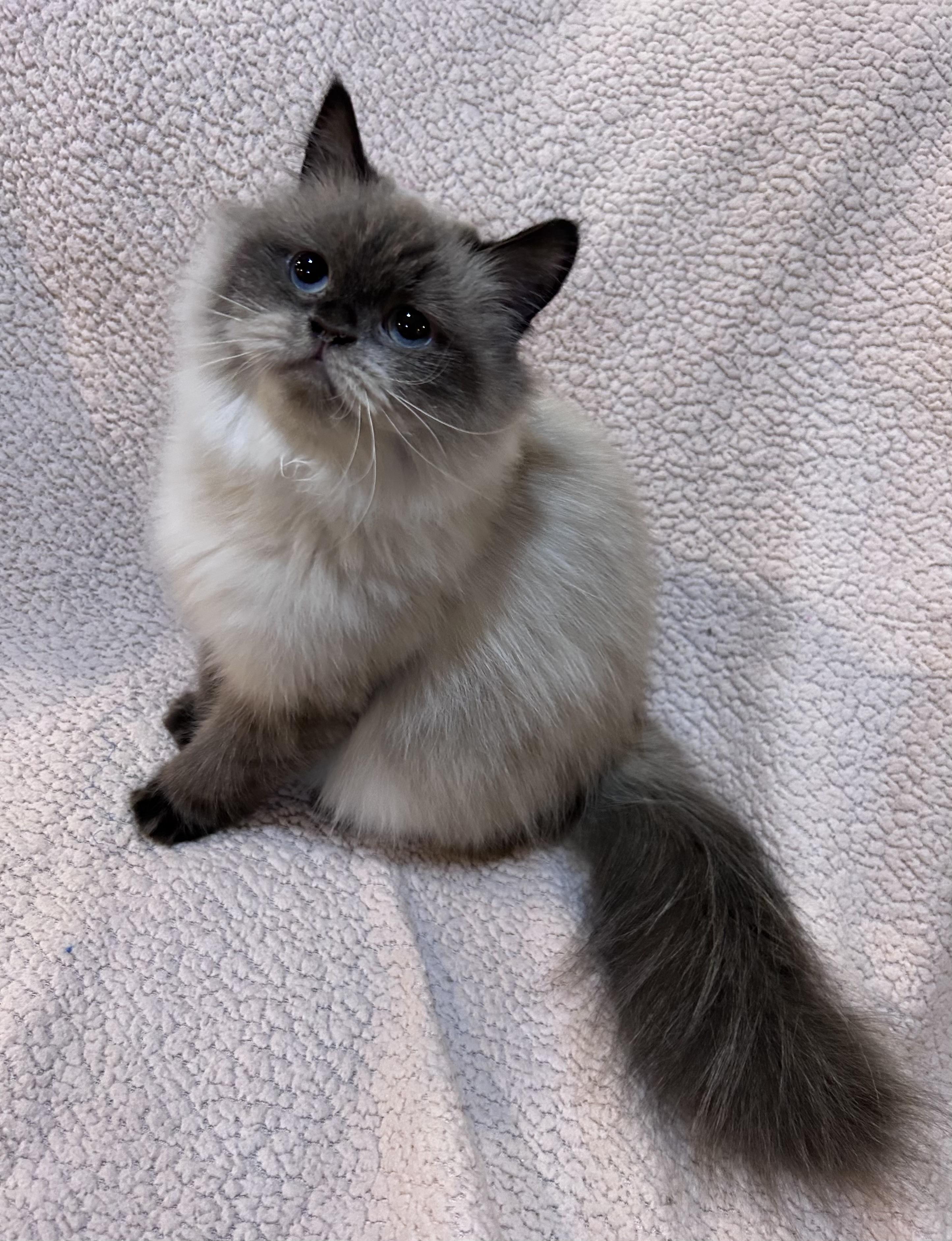 Moucha, an adopted mixed breed in Allentown, NJ image 3/3