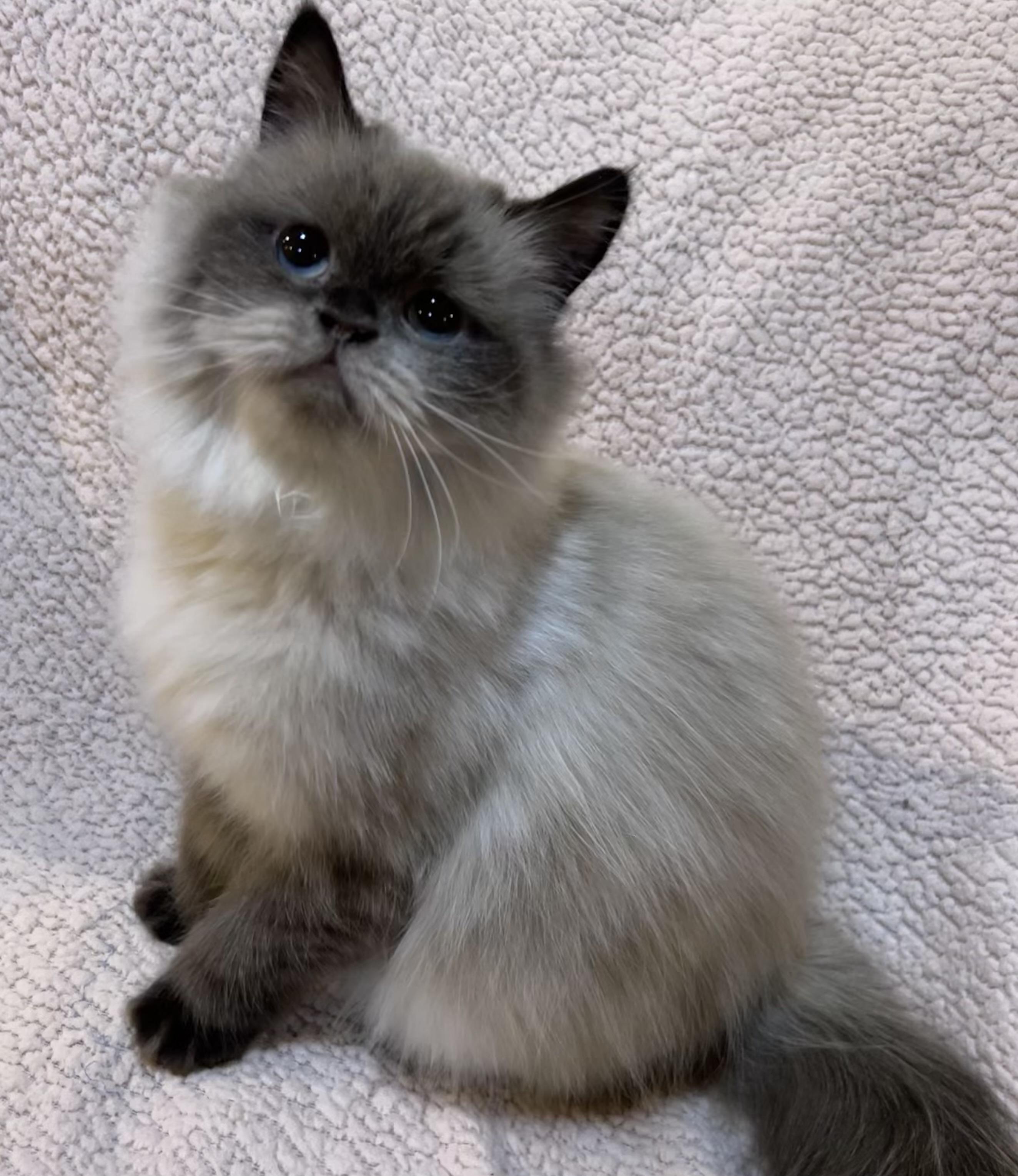 Moucha, an adopted mixed breed in Allentown, NJ image 2/3