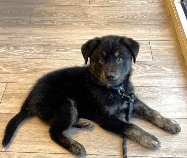 Enlarge Crue, an adopted Mixed Breed in Schaumburg, IL image 2/5