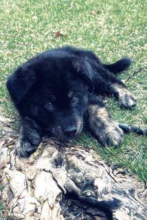 Enlarge Crue, an adopted Mixed Breed in Schaumburg, IL image 4/5