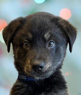 Crue, adopted, Puppy Male Mixed Breed.